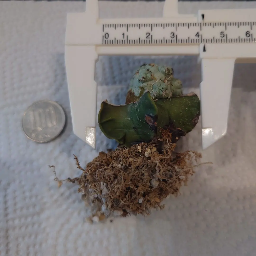 2026年最新】オルテゴカクタス、マクドガリーの人気アイテム - メルカリ