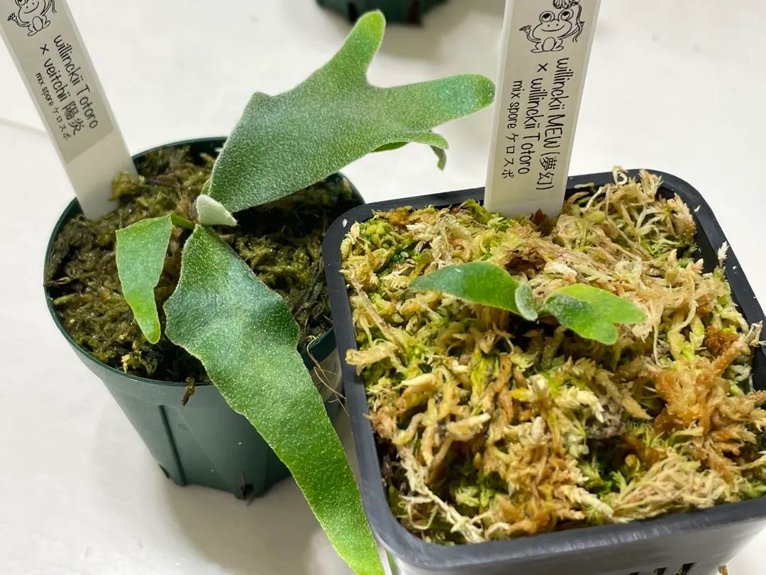 2026年最新】totor ビカクシダの人気アイテム - メルカリ