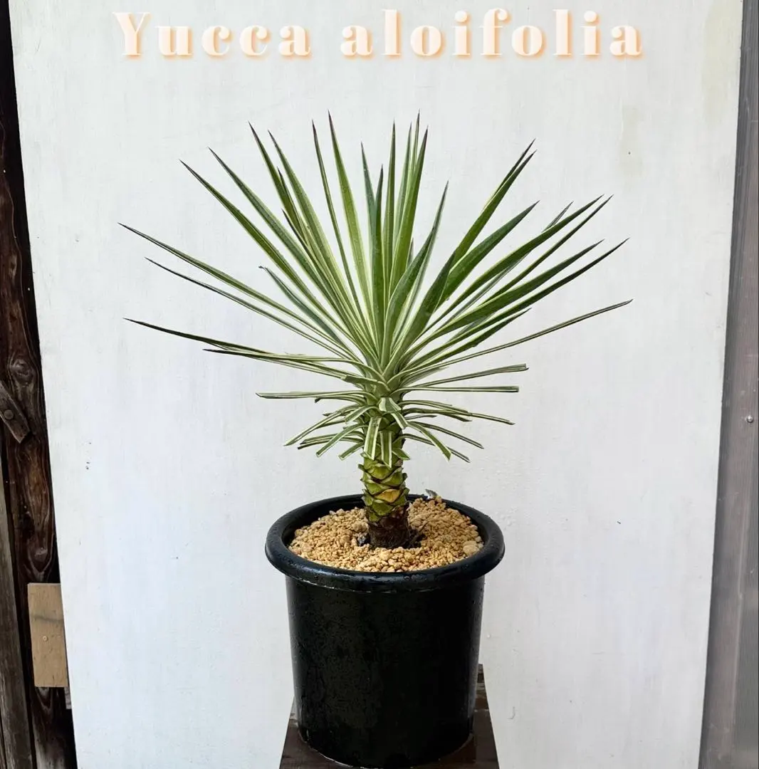 2026年最新】アロイフォリア 斑入りの人気アイテム - メルカリ