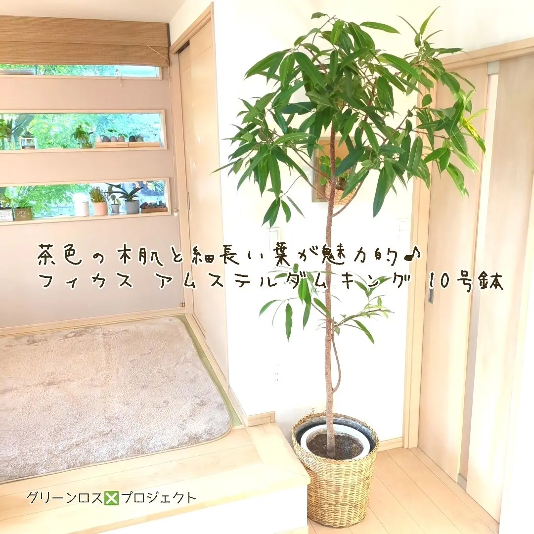 2026年最新】アムステルダムキングの人気アイテム - メルカリ