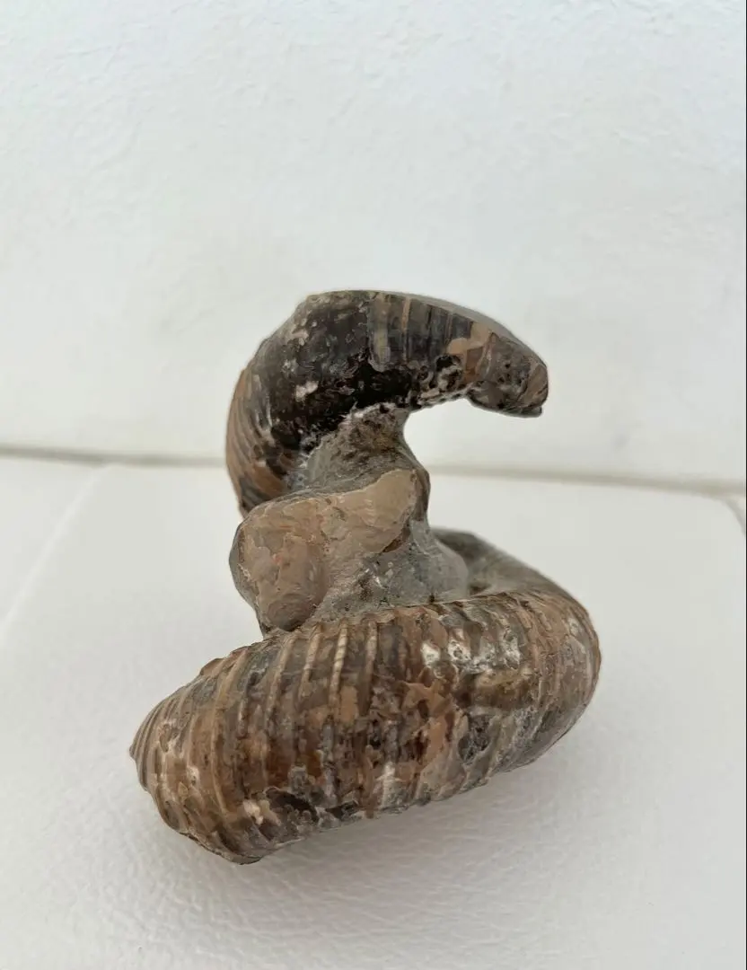 2026年最新】異常巻きアンモナイトの人気アイテム - メルカリ