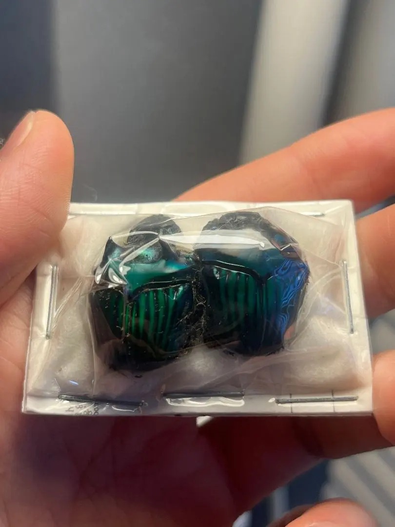 2026年最新】フンコロガシ 標本の人気アイテム - メルカリ