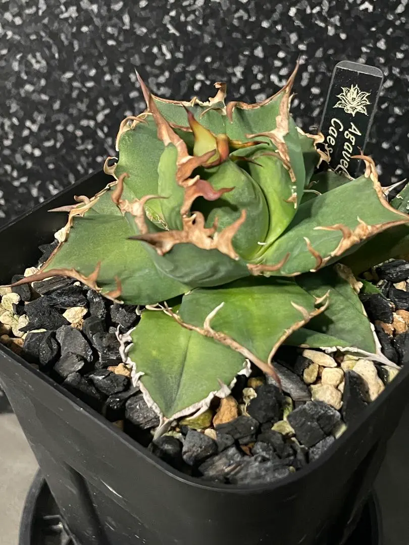 2026年最新】アガベシーザー錦の人気アイテム - メルカリ