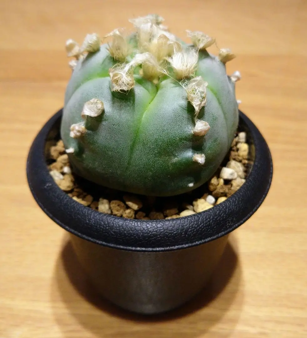 2026年最新】鳥羽玉の人気アイテム - メルカリ