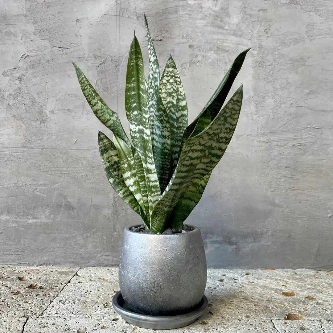 2026年最新】ゼラニカの人気アイテム - メルカリ