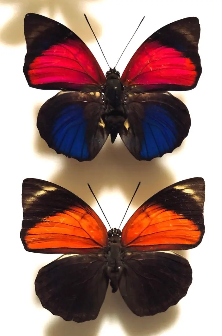 2026年最新】アグリアス 蝶 の人気アイテム - メルカリ