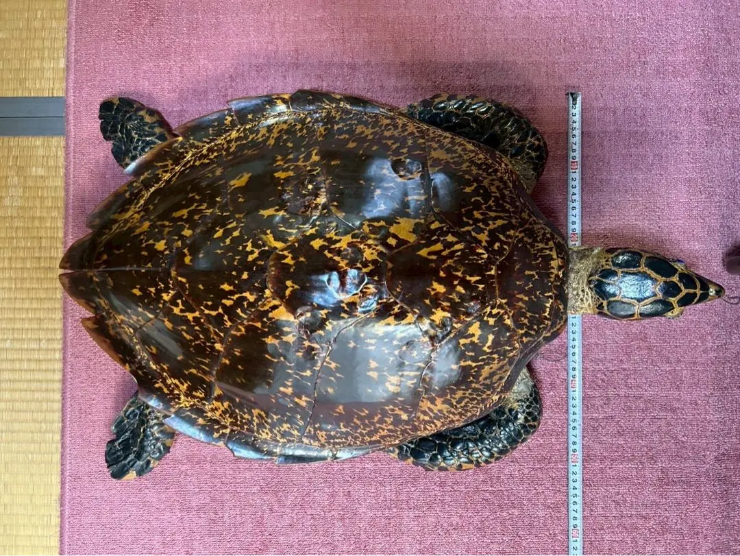 2026年最新】ウミガメの剥製の人気アイテム - メルカリ