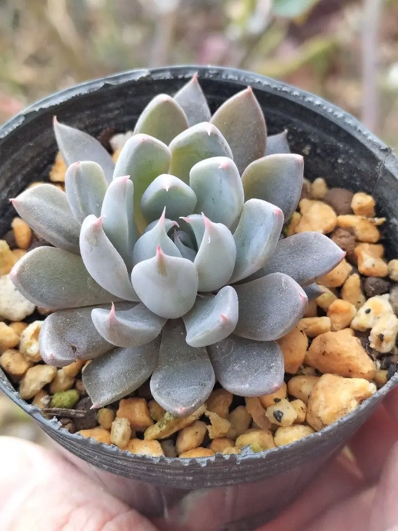 2026年最新】錦玉園 リンゼアナの人気アイテム - メルカリ