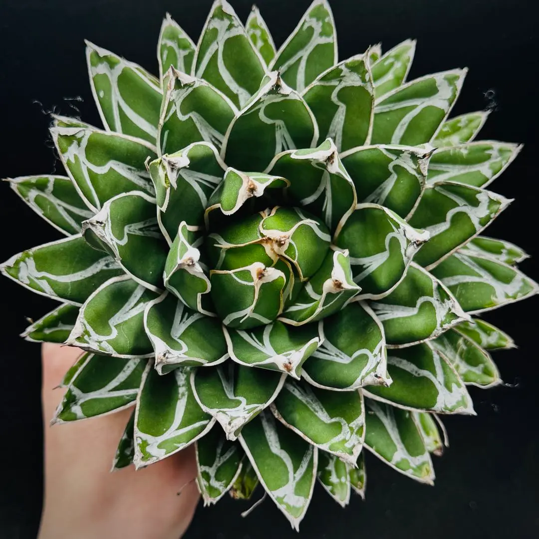 2026年最新】笹の雪 ダルマの人気アイテム - メルカリ