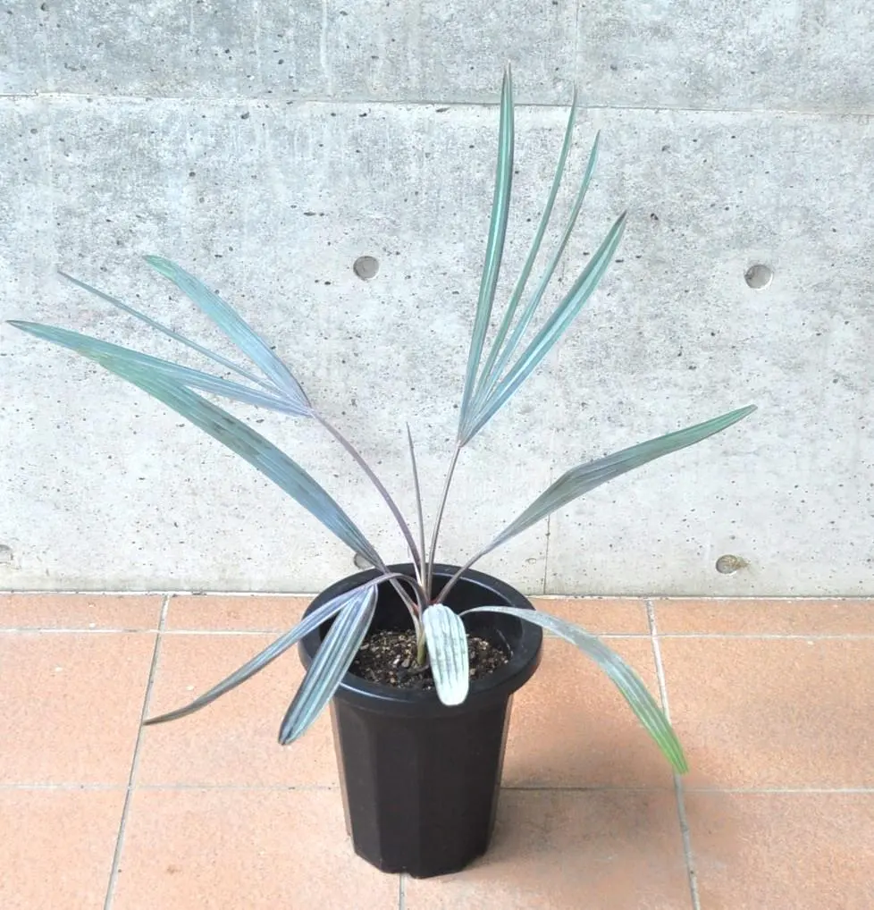 2026年最新】ビスマルキアノビリスシルバーの人気アイテム - メルカリ