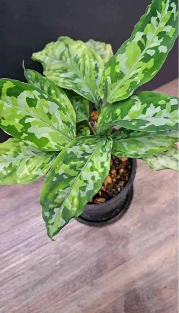 2026年最新】アンダマン アグラオネマの人気アイテム - メルカリ