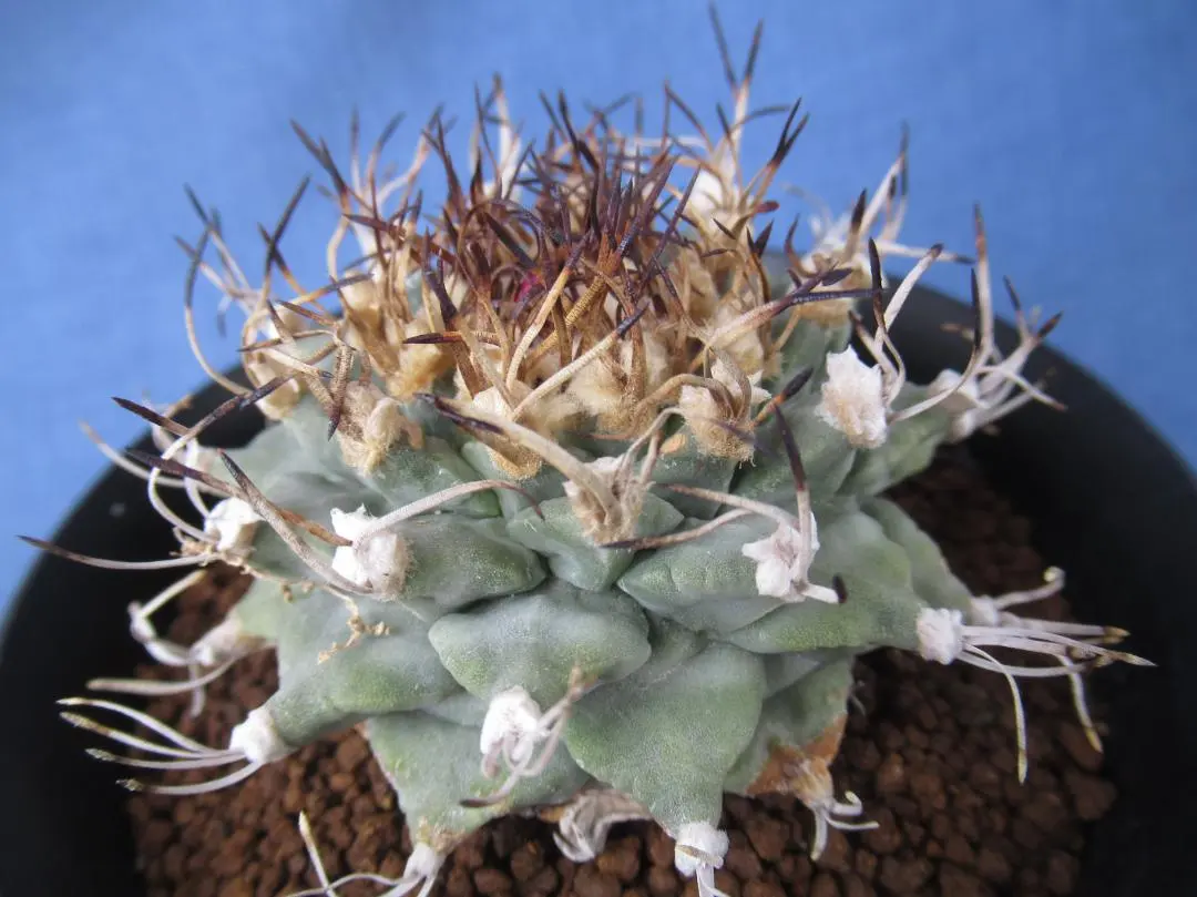 2026年最新】アロンソイの人気アイテム - メルカリ