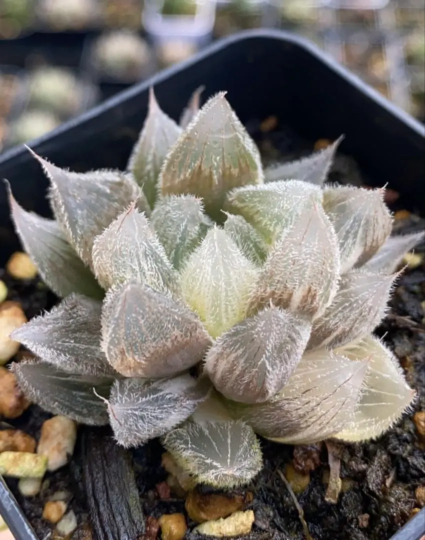 2026年最新】白狐伝 ハオルチアの人気アイテム - メルカリ