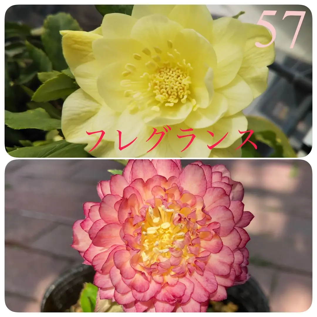 2026年最新】かぐや姫 クリスマスローズの人気アイテム - メルカリ