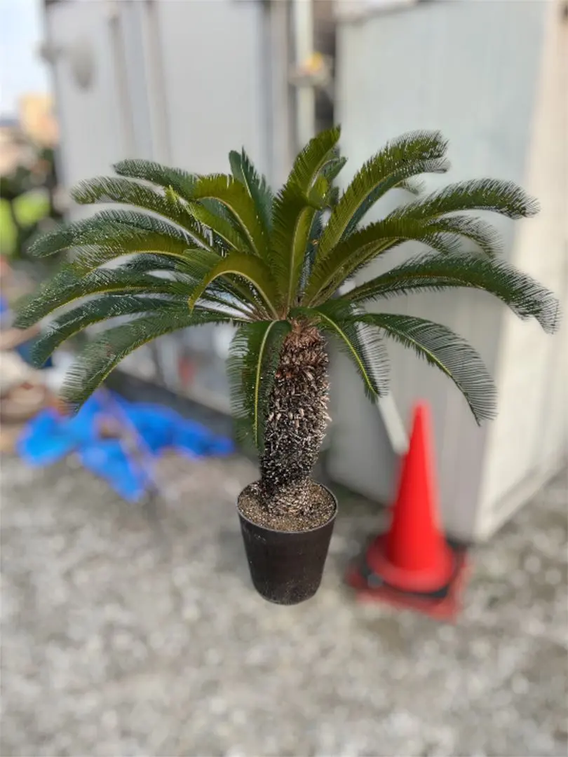 2026年最新】ソテツ 引き取りの人気アイテム - メルカリ