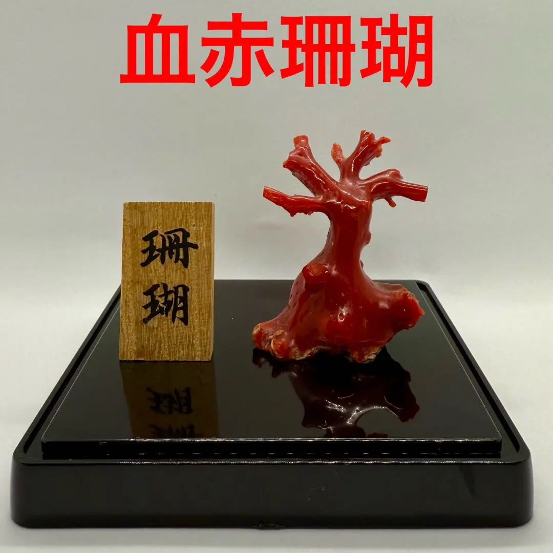 2026年最新】黒珊瑚 原木の人気アイテム - メルカリ