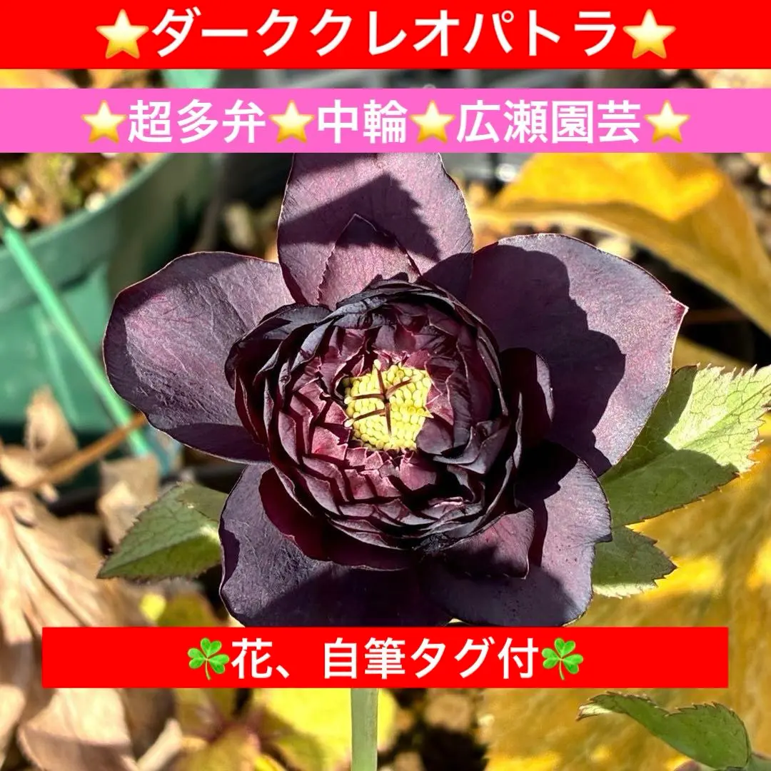 2026年最新】広瀬園芸のクレオパトラの人気アイテム - メルカリ