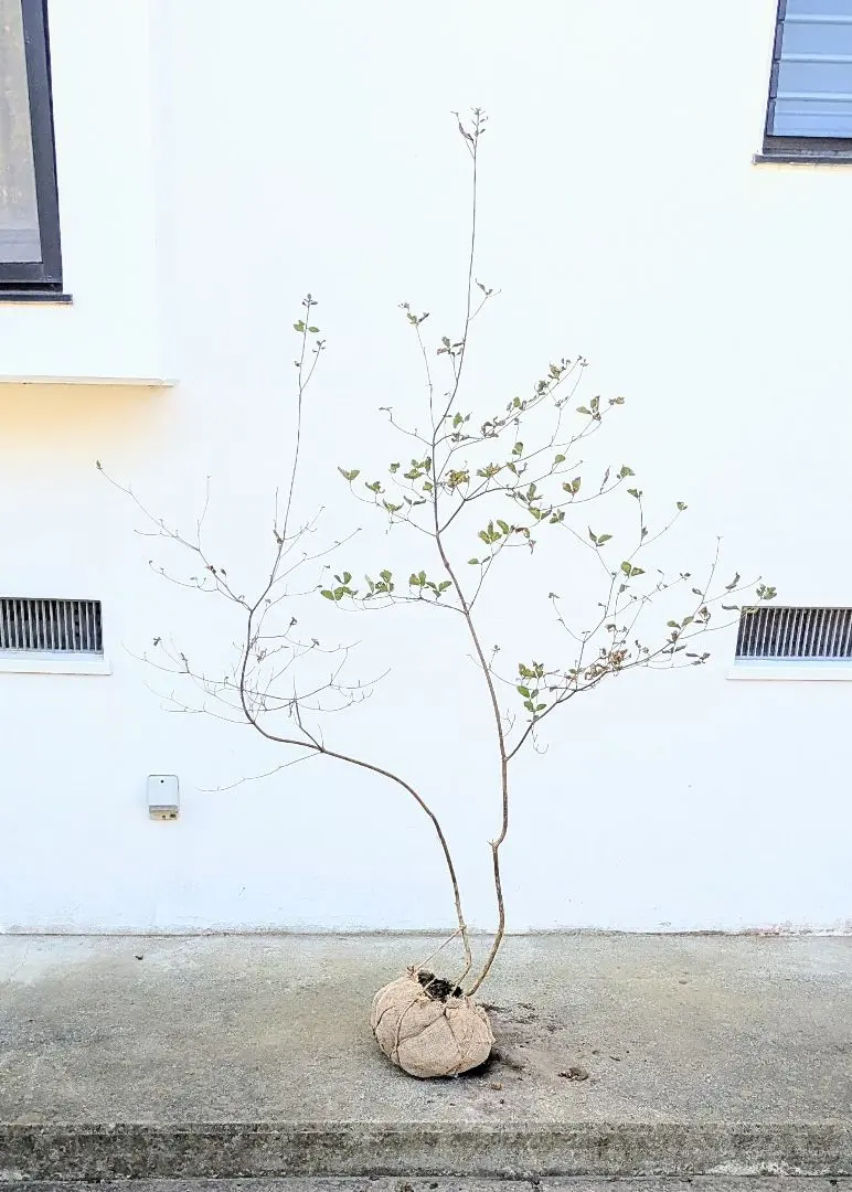 2026年最新】山採り ミツバツツジの人気アイテム - メルカリ