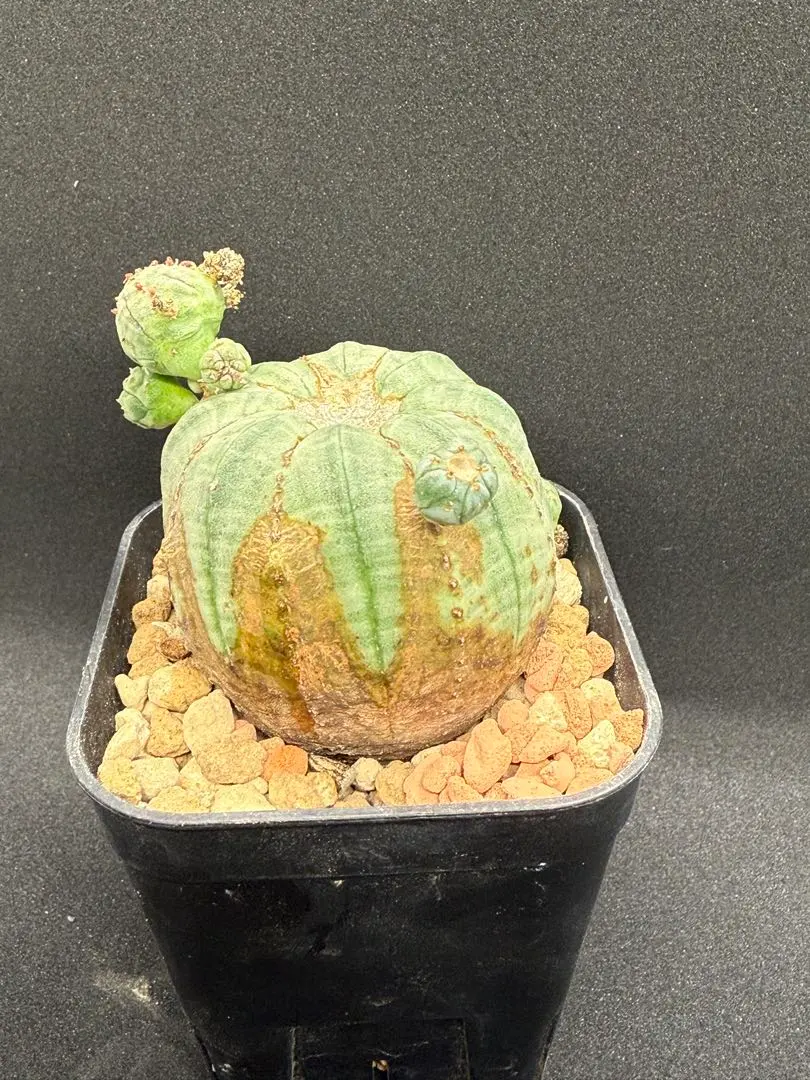 2026年最新】ユーフォルビア オベサ モンストの人気アイテム - メルカリ