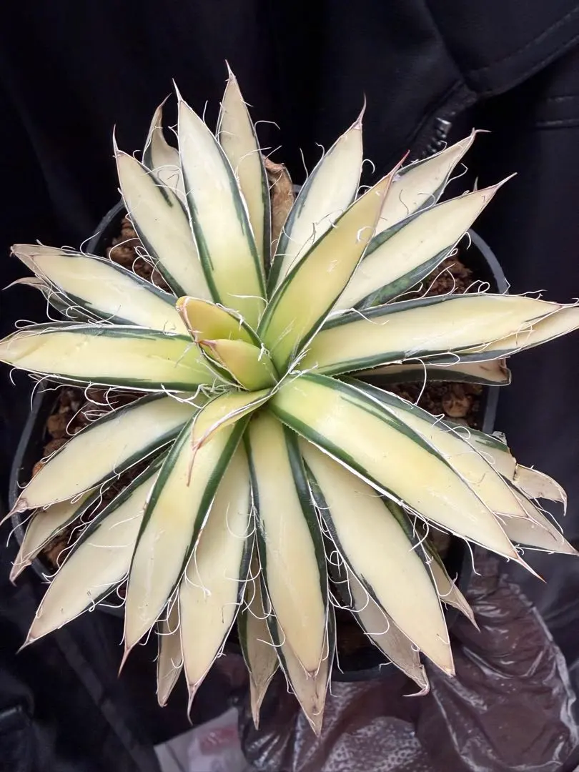 2026年最新】アガベ ホリダ 錦の人気アイテム - メルカリ