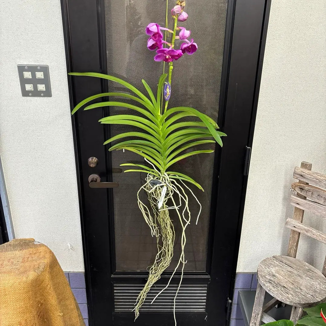 2026年最新】洋ラン バンダの人気アイテム - メルカリ