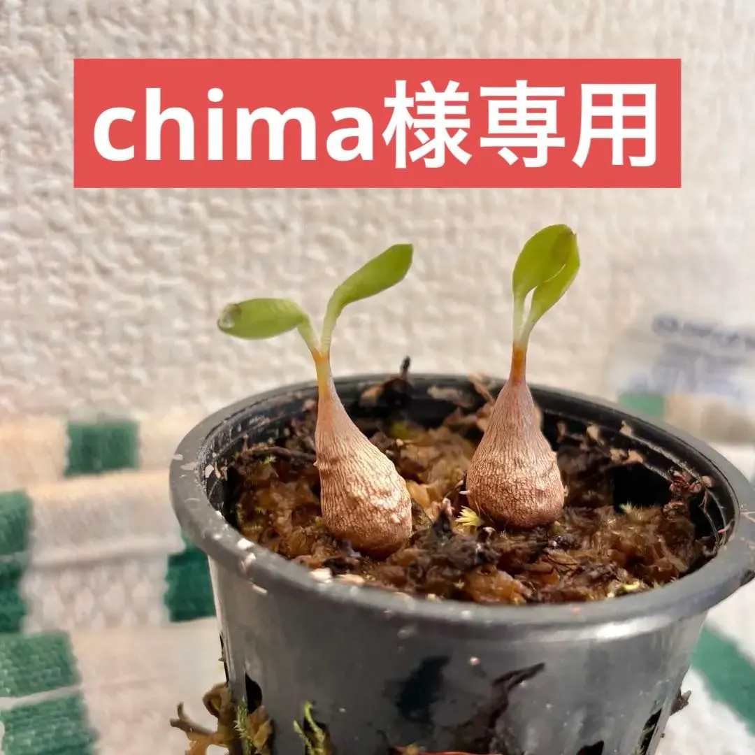 2026年最新】ミルメコディアの人気アイテム - メルカリ