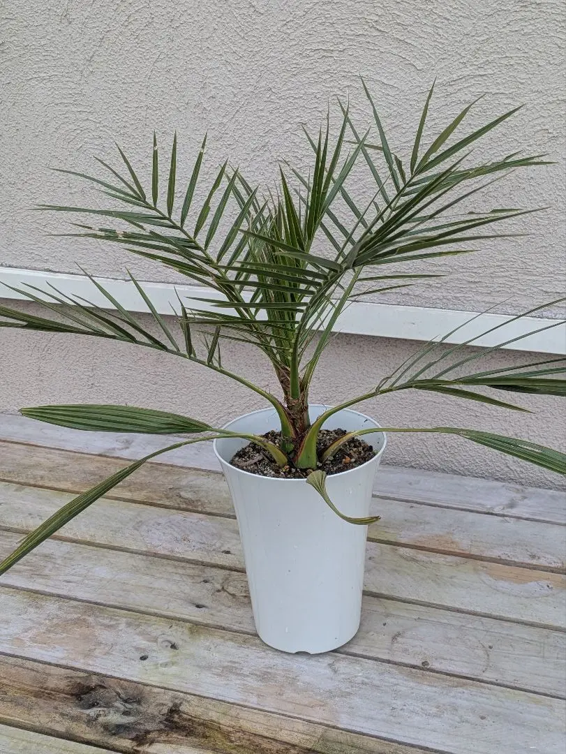 2026年最新】カナリーヤシの人気アイテム - メルカリ