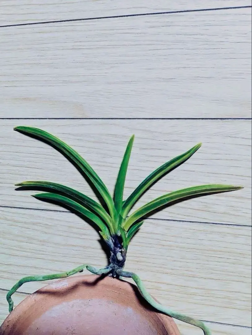 2026年最新】羆 富貴蘭の人気アイテム - メルカリ