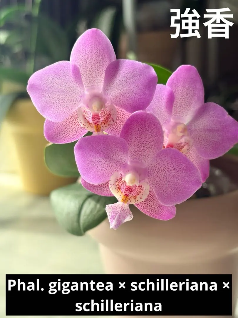 2026年最新】シレリアナの人気アイテム - メルカリ