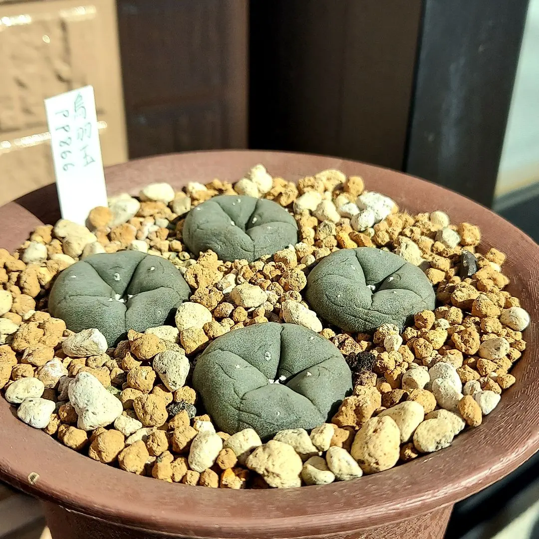 2026年最新】烏羽玉の人気アイテム - メルカリ