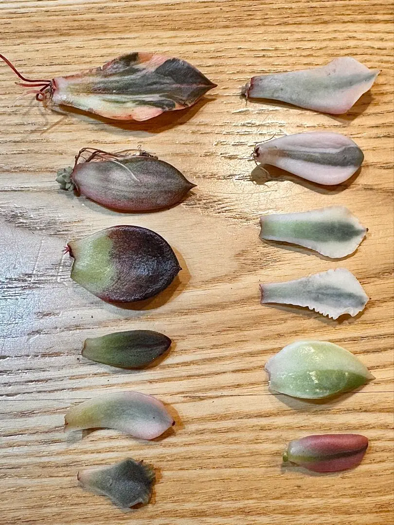 2026年最新】フローレンス錦の人気アイテム - メルカリ