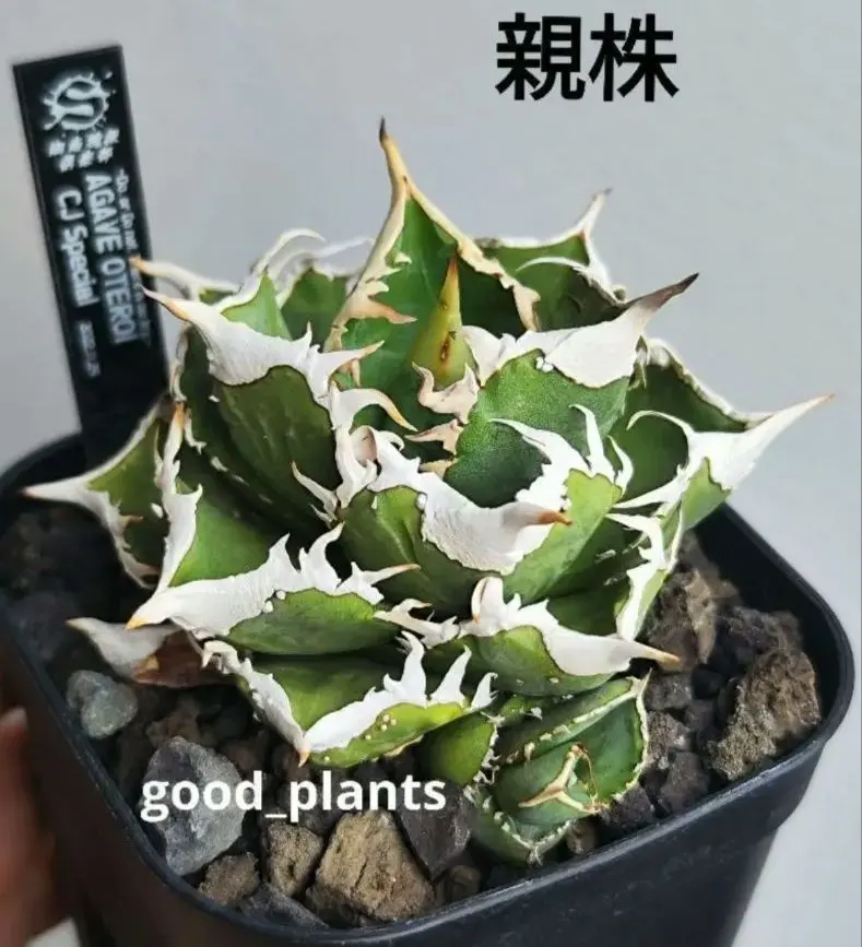 2026年最新】CJ special アガベの人気アイテム - メルカリ