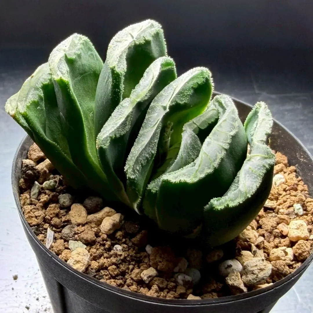 2026年最新】万象錦の人気アイテム - メルカリ