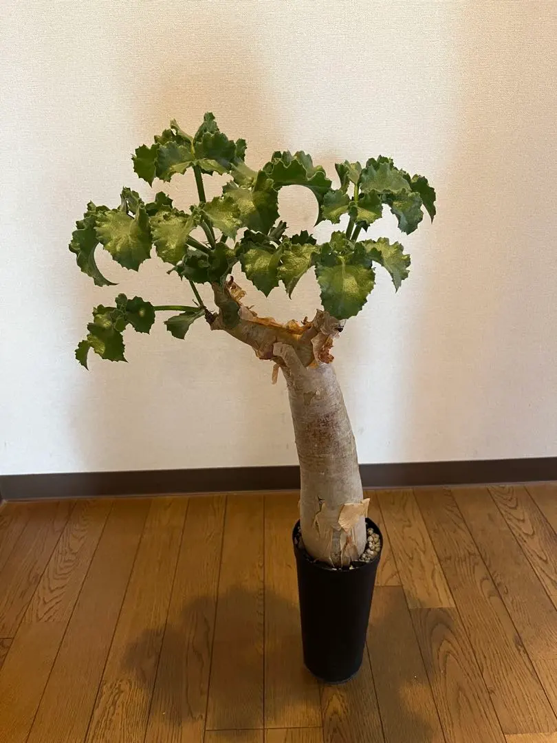 2026年最新】キフォステンマの人気アイテム - メルカリ