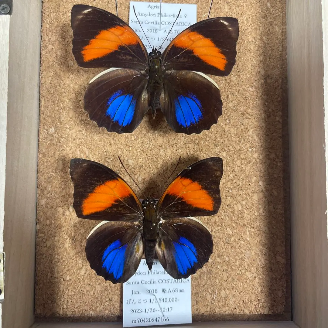 2026年最新】アグリアス 標本の人気アイテム - メルカリ