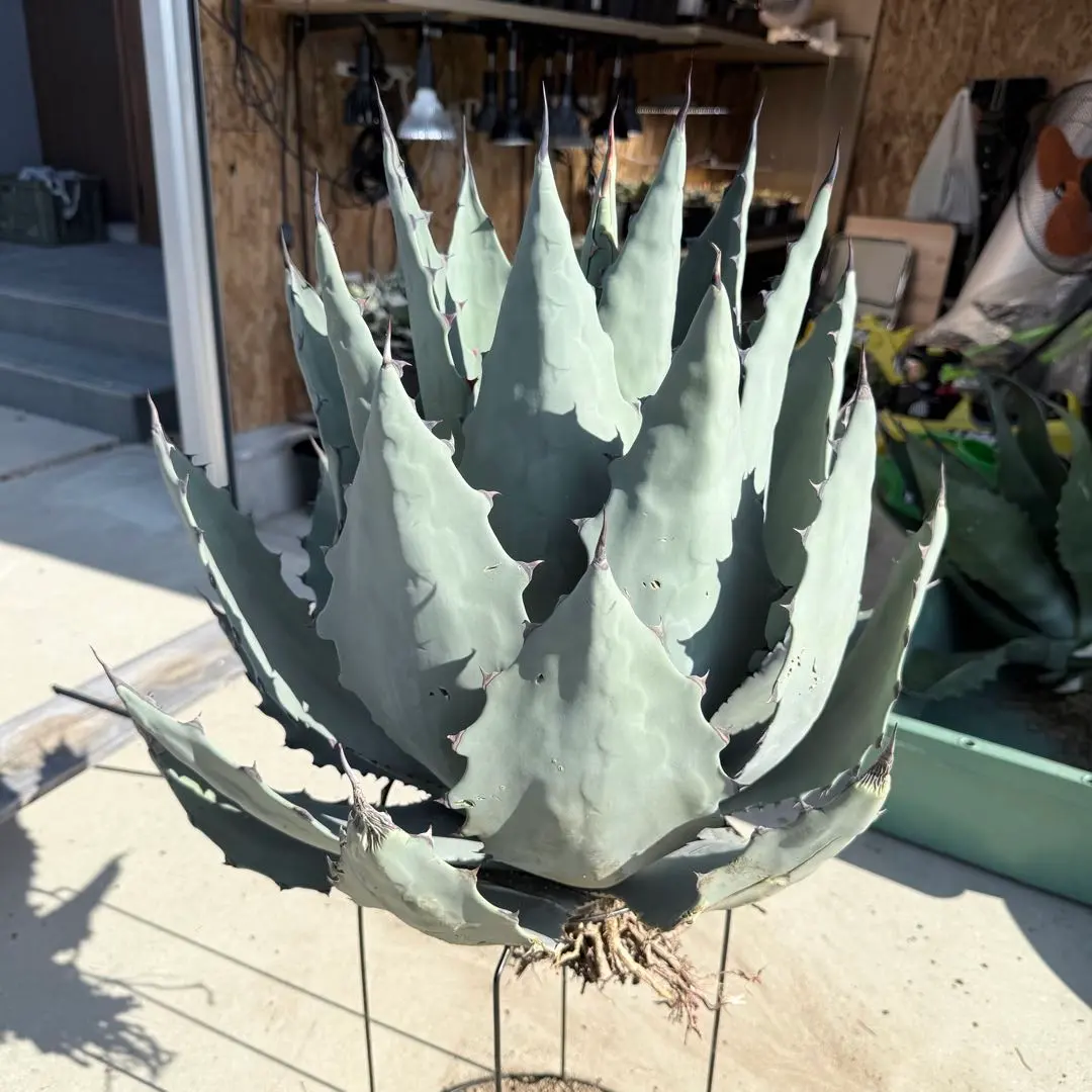 2026年最新】テマカプリネンシスの人気アイテム - メルカリ