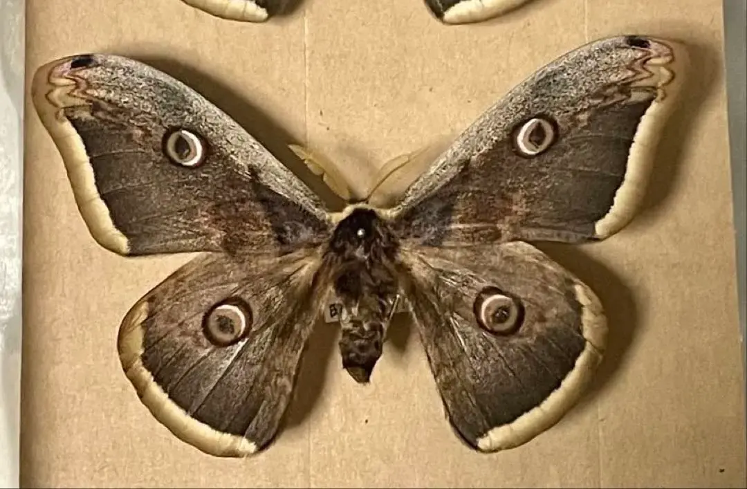 2026年最新】ヤママユ 昆虫標本の人気アイテム - メルカリ