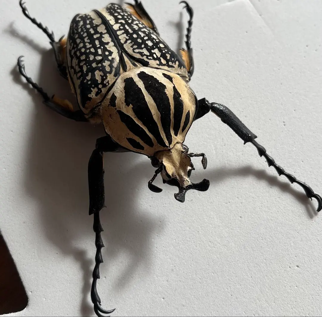 2026年最新】ゴライアスオオツノハナム 標本の人気アイテム - メルカリ