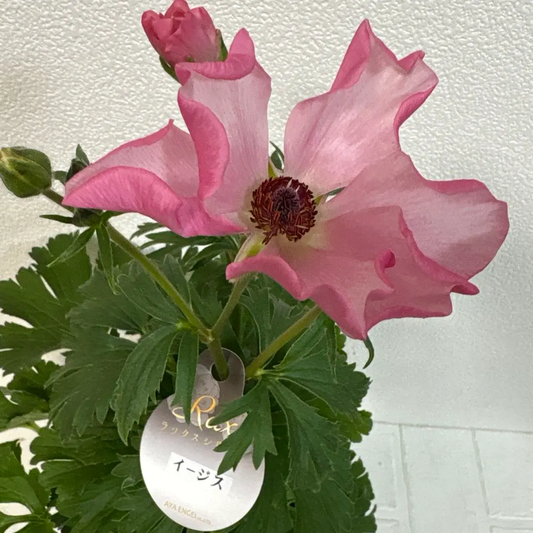 2026年最新】ラナンキュラスラックス イーシスの人気アイテム - メルカリ