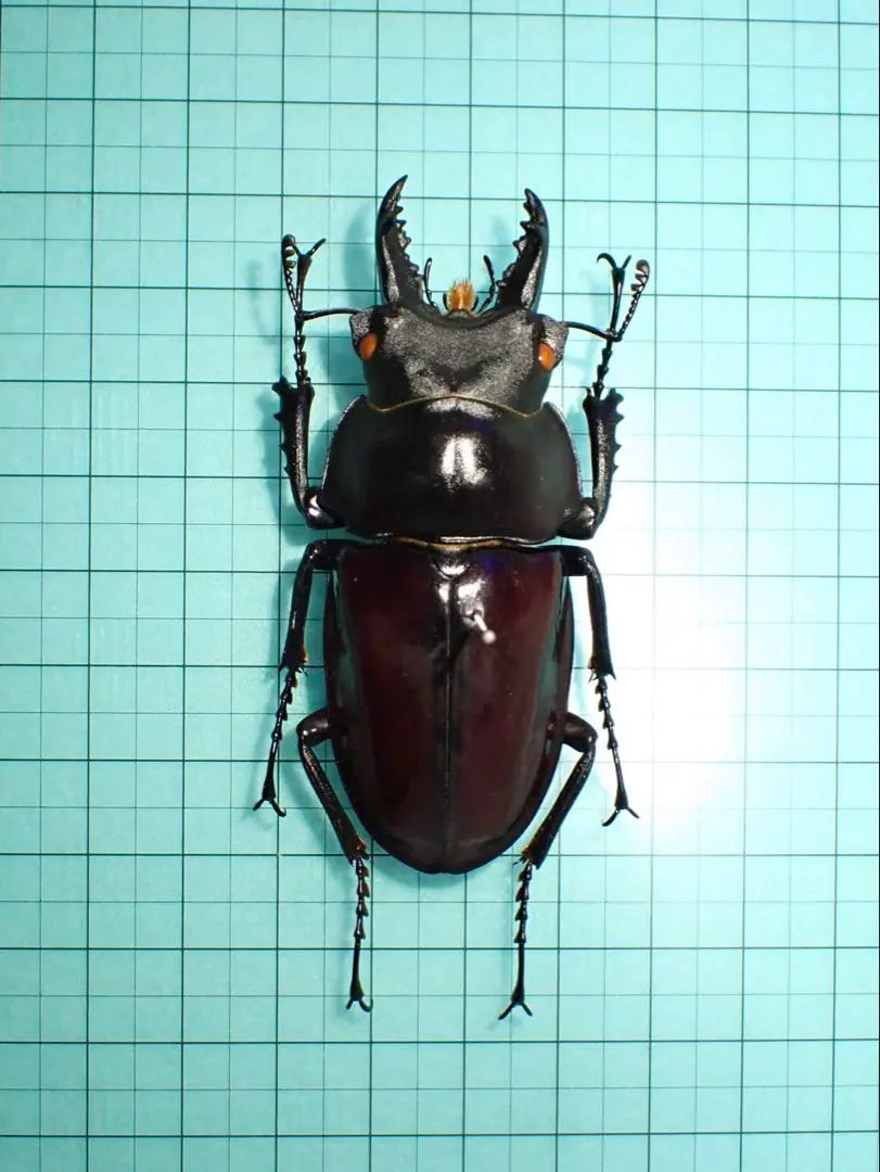 2026年最新】マルバネクワガタ 標本の人気アイテム - メルカリ