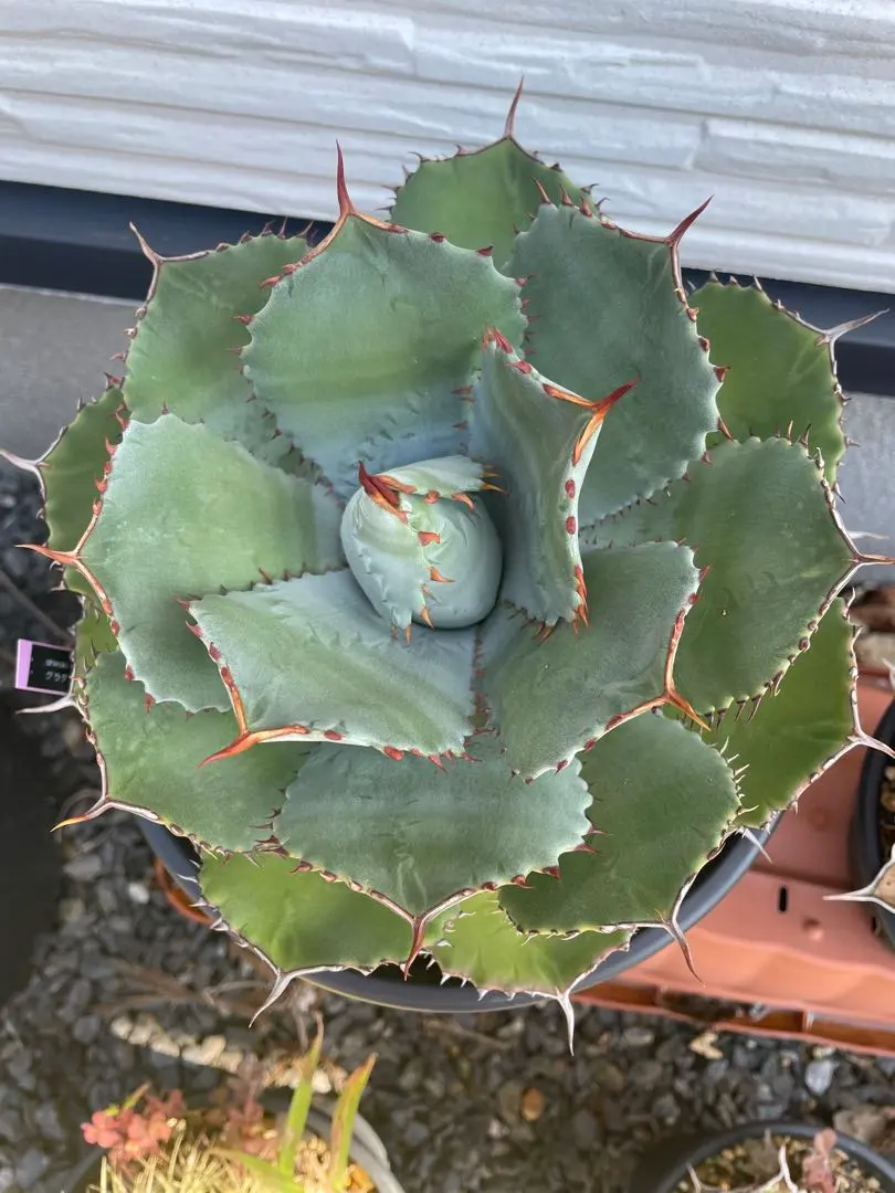 2026年最新】グアダラハラナ ドワーフの人気アイテム - メルカリ