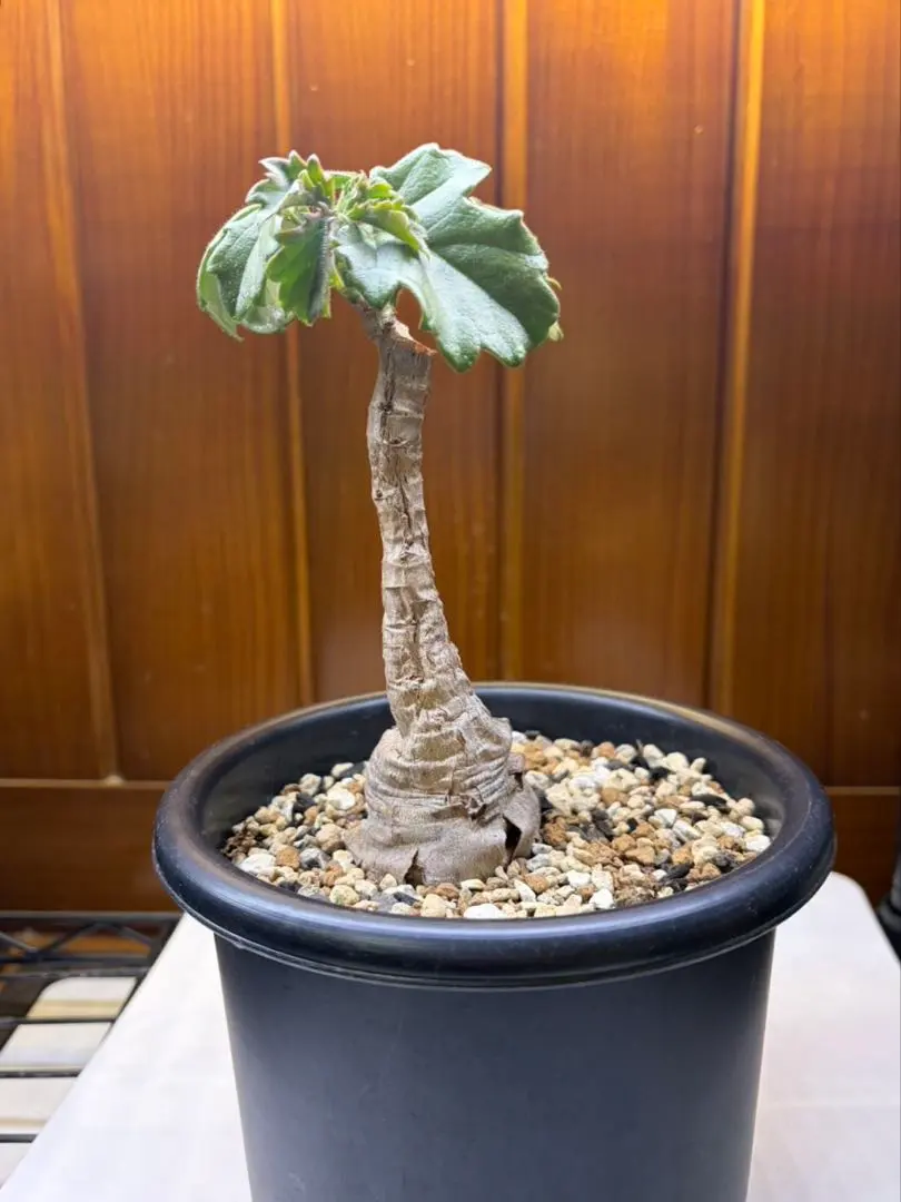 2026年最新】キフォステンマの人気アイテム - メルカリ