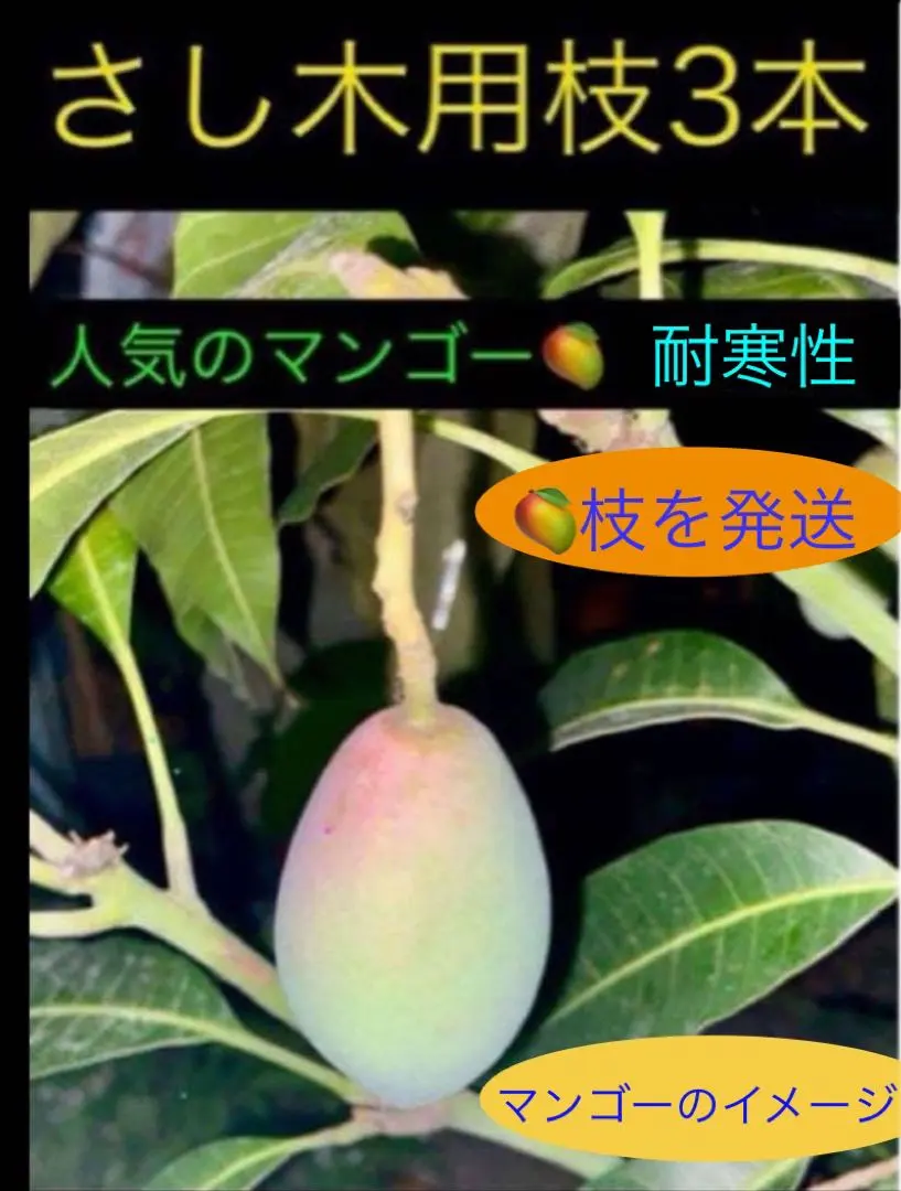 2026年最新】キーツマンゴー苗の人気アイテム - メルカリ
