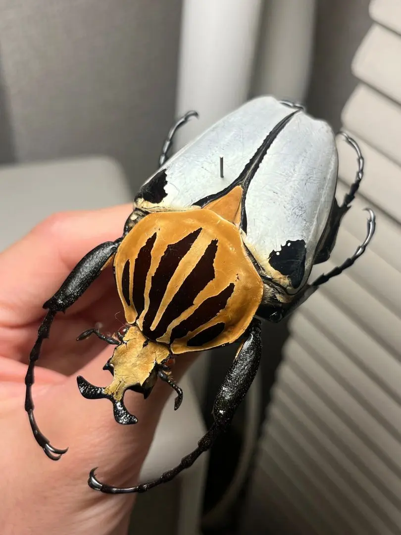 2026年最新】ゴライアスオオツノハナム 標本の人気アイテム - メルカリ