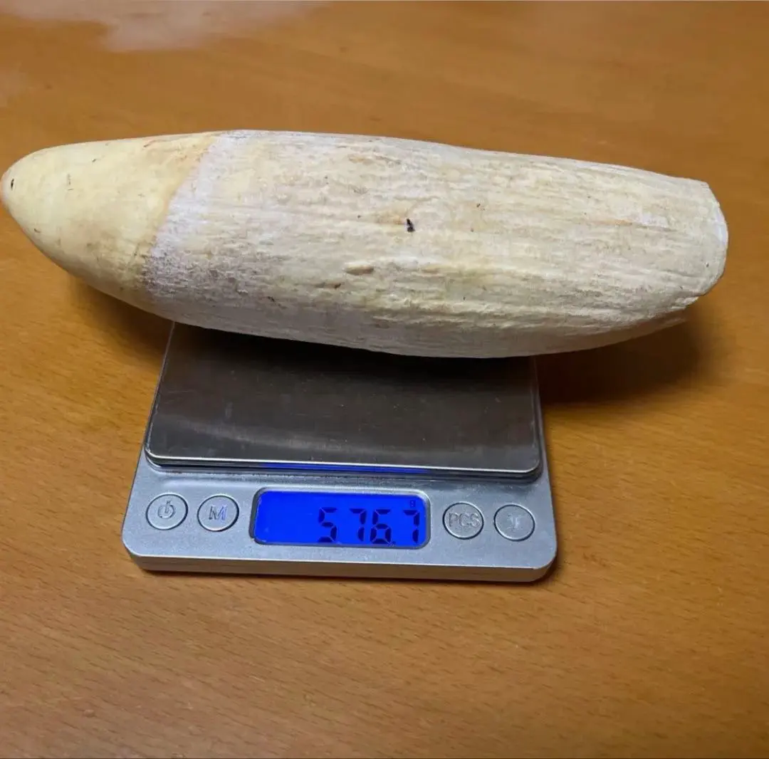 2026年最新】マッコウクジラ 歯 牙の人気アイテム - メルカリ