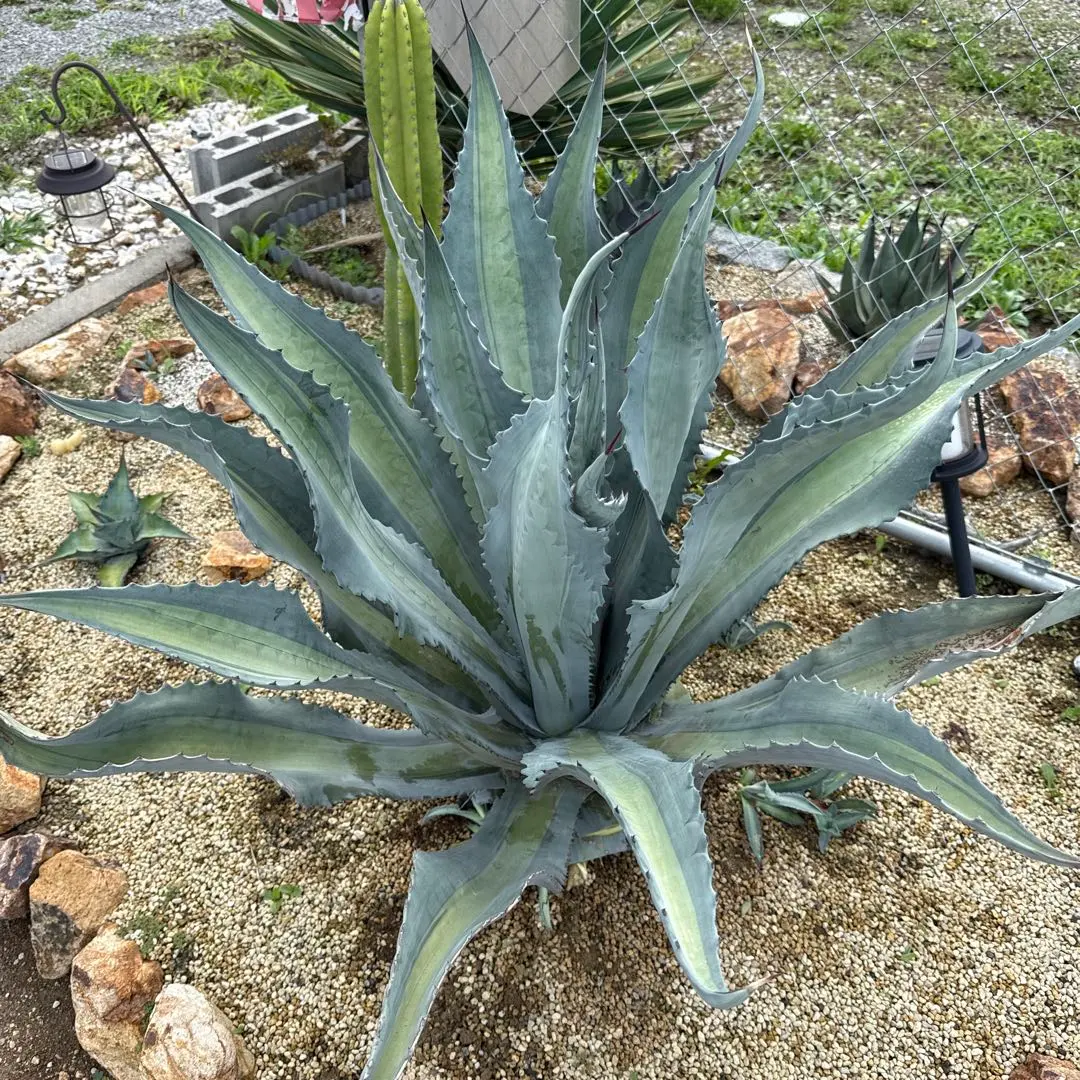 2026年最新】アガベ アメリカーナ・エクスパンサの人気アイテム - メルカリ