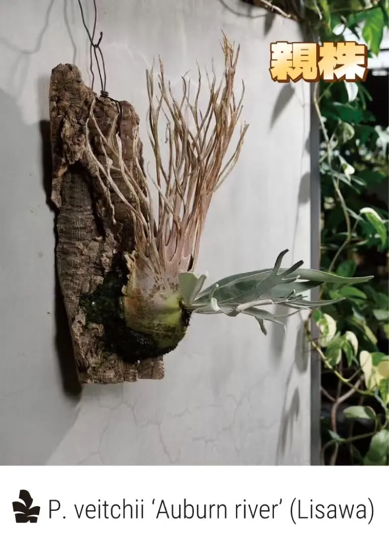 2026年最新】p.veitchii auburn riverの人気アイテム - メルカリ
