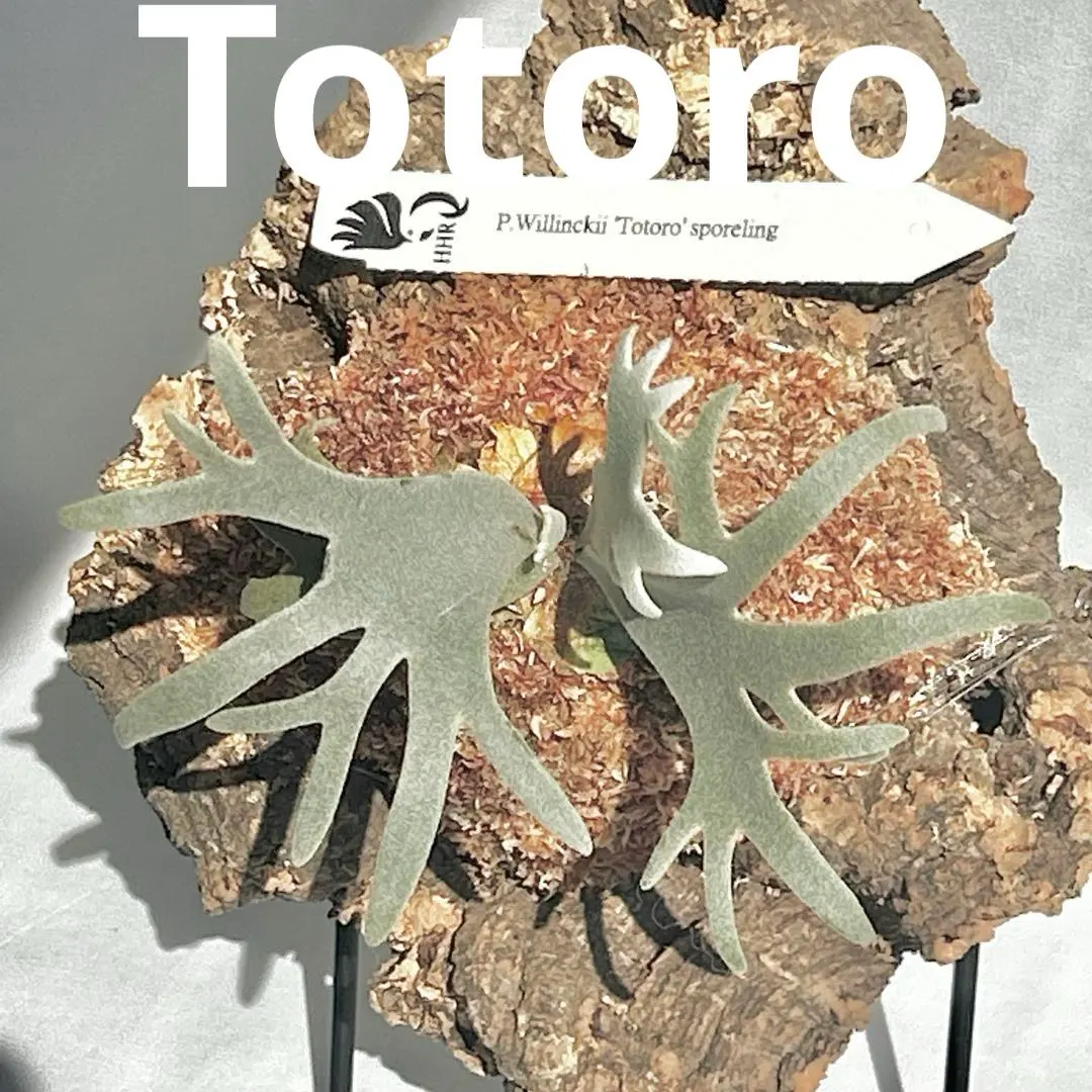 2026年最新】totoro sporeの人気アイテム - メルカリ