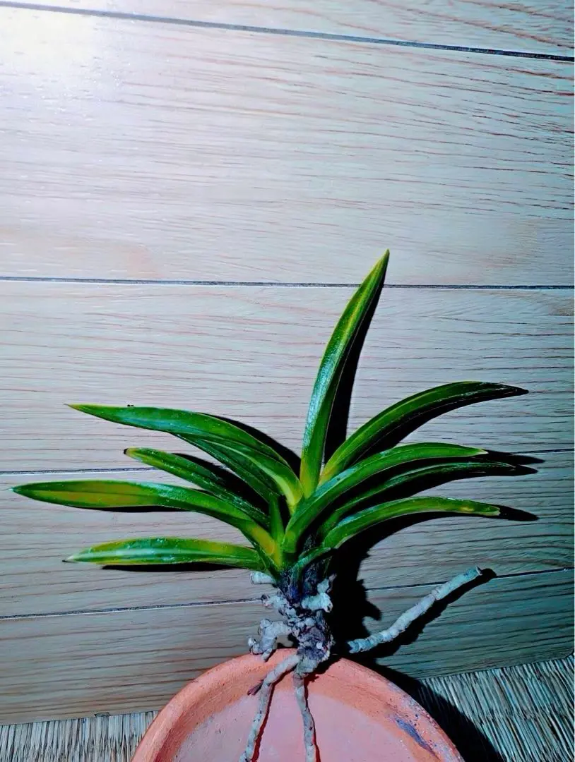 2026年最新】羆 富貴蘭の人気アイテム - メルカリ