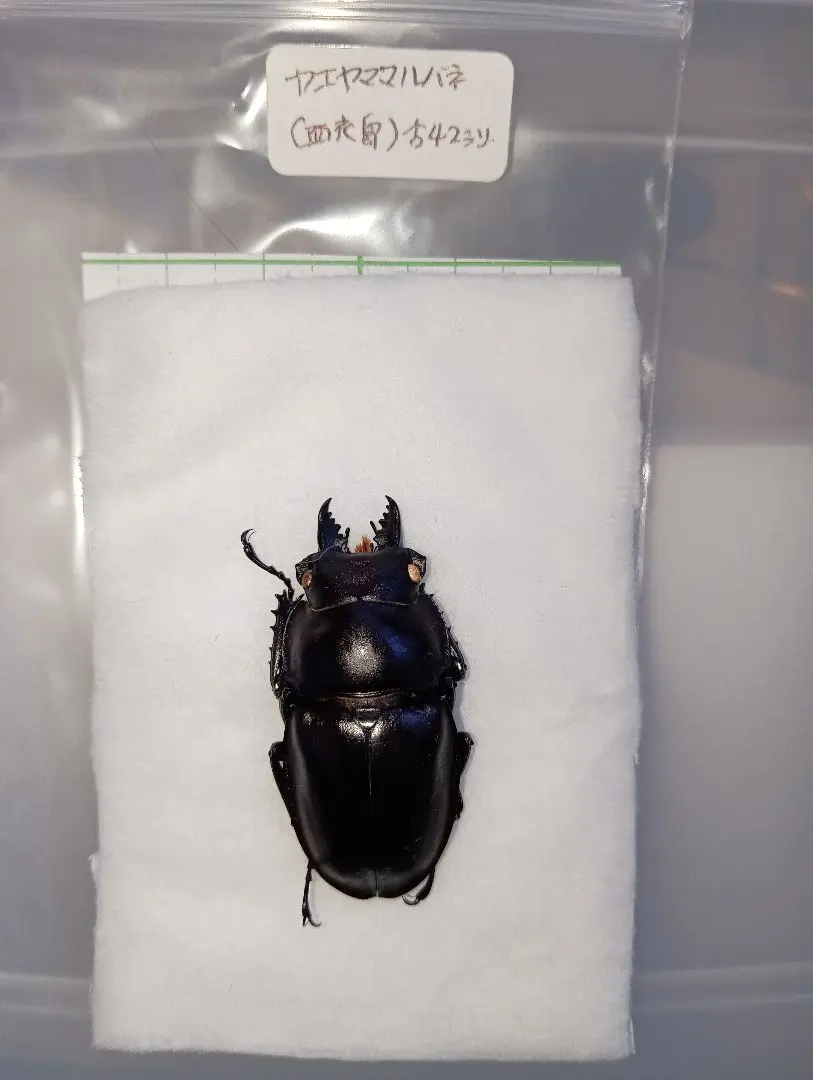2026年最新】ヤエヤママルバネクワガタ標本の人気アイテム - メルカリ